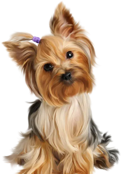corte de pelo para perros